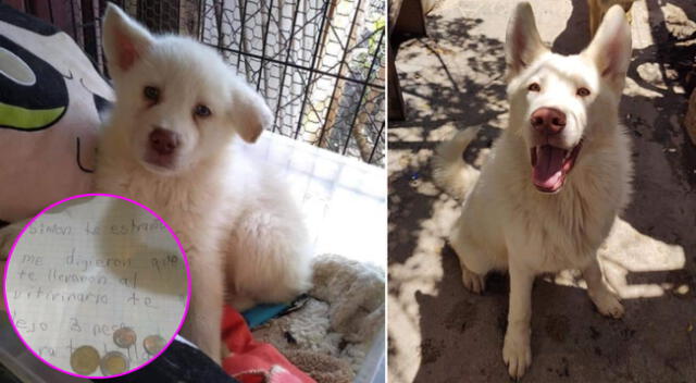 El niño pidió que cuidaran ha su perro hasta que el crezca y pueda llevárselo.