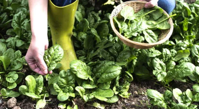 Conoce qué plantas cultivar en invierno.