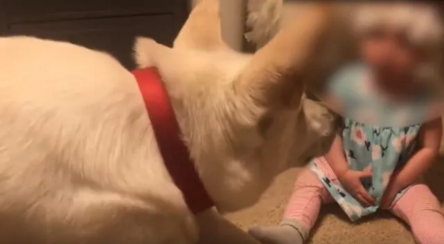 Un perrito llamado Larry sorprendió a todos al darle unos tiernos besos a la hija de sus dueños.