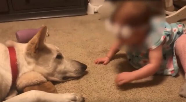 La tierna reacción de un perro cuando una bebé le está dando besos.