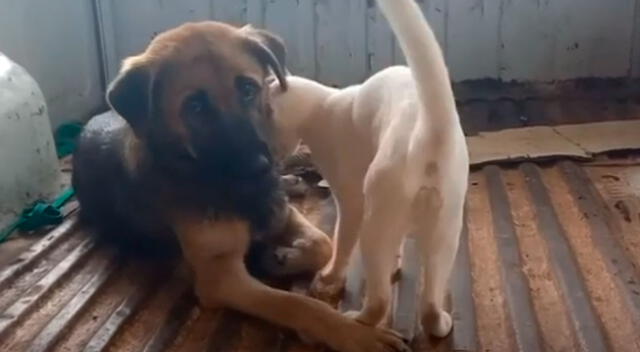 Perrito adopta a unos gatos huérfanos que su dueña rescató