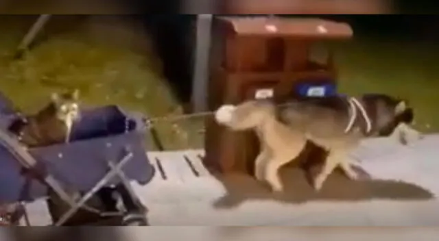 Perro pasea a un gato en un coche de bebé