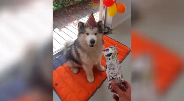 Pareja le canta ‘Feliz cumpleaños’ a su perro y él los acompaña aullando