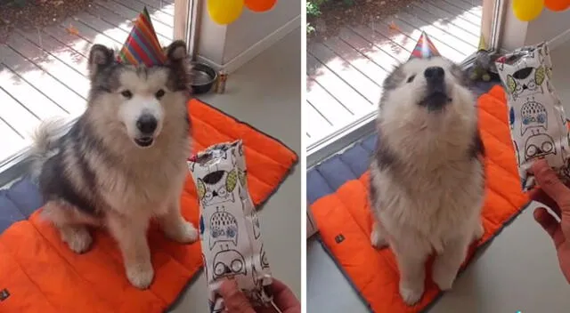 Pareja le canta ‘Feliz cumpleaños’ a su perro y él los acompaña aullando