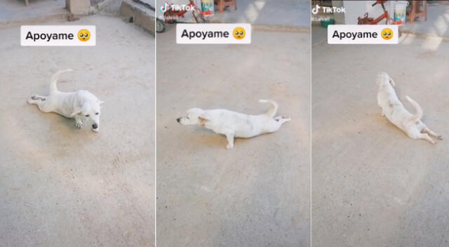 La perrita actriz causó furor en TikTok.