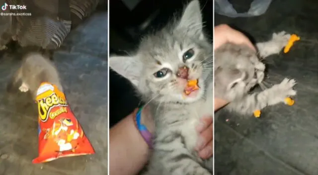 El gatito hizp todo lo posible para regresar a la bolsa de Cheetos.