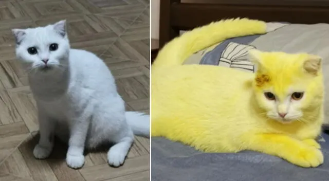 El medicamento pintó el pelaje blanco del gato y lo convirtió en amarillo.