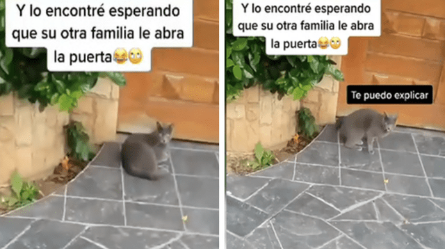 La divertida escena causó sensación en las redes sociales.