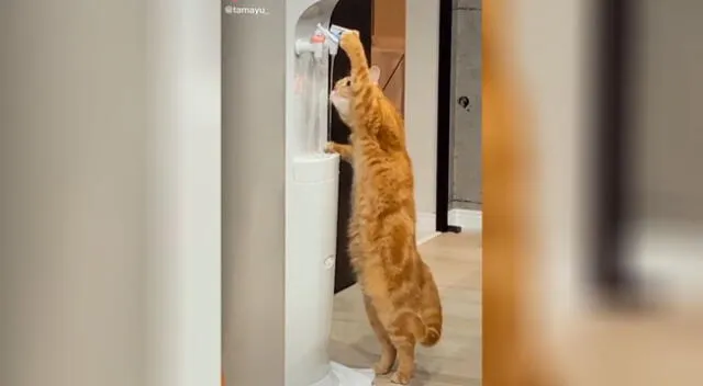 Gato travieso aprendió a abrir la llave de un dispensador de