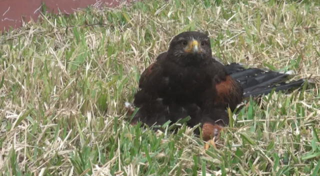 Hallan aves intoxicadas en parque de Surco.