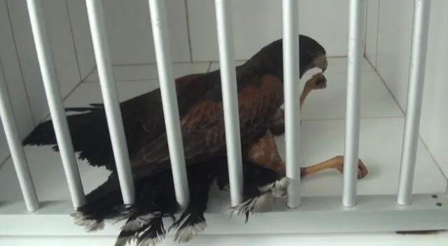 Hallan aves intoxicadas en parque de Surco.