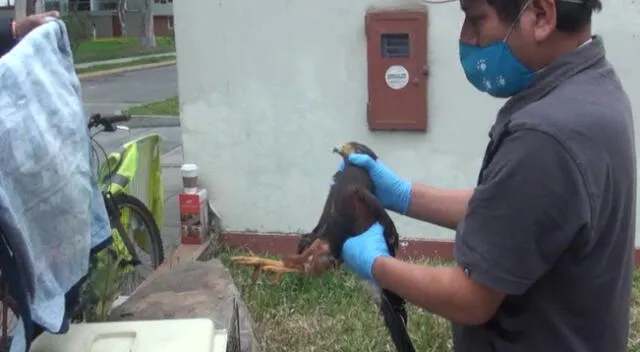 Hallan aves intoxicadas en parque de Surco.