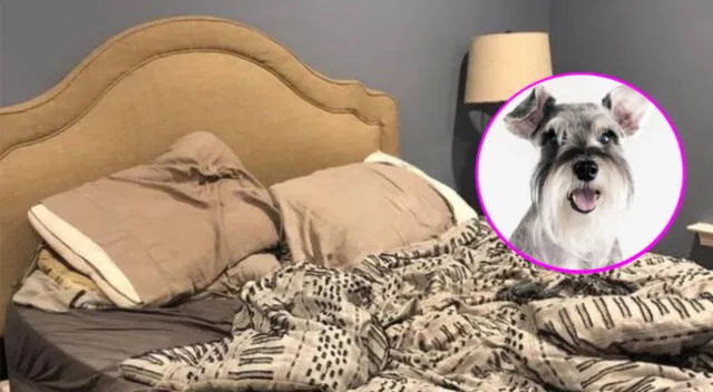 Reto viral: encuentra al perro escondido en la imagen.