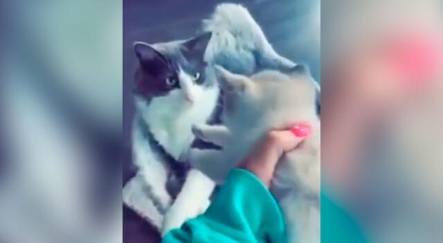 Gatito tuvo tierna reacción al conocer a su