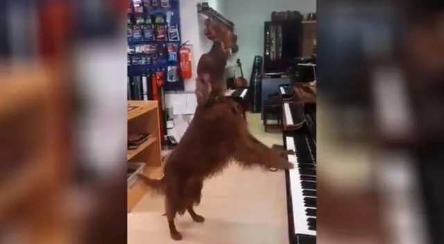 Perrito asombra a todos por su habilidad al “cantar” y “tocar” el piano