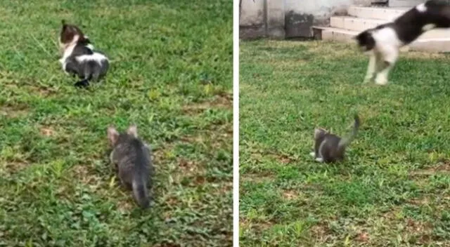 Gatito ‘asusta’ a su mamá y ella le da una ‘lección’ que nunca olvidará