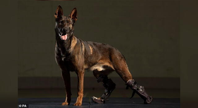Kuno es el primer perro de trabajo militar del Reino Unido en ser equipado con una prótesis ligera.