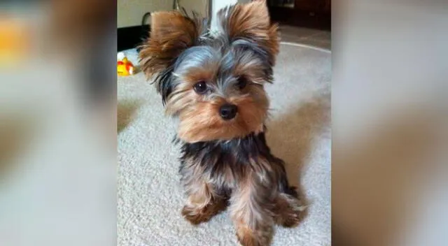 Un perrito demostró una gran habilidad para salir de su corral.