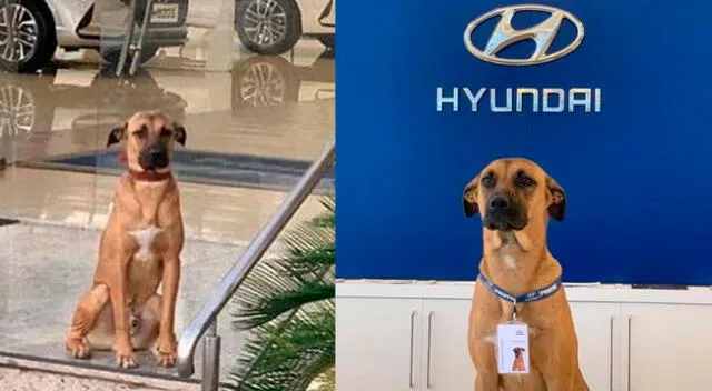 Un perrito callejero ahora es parte de la reconocida empresa Hyundai.