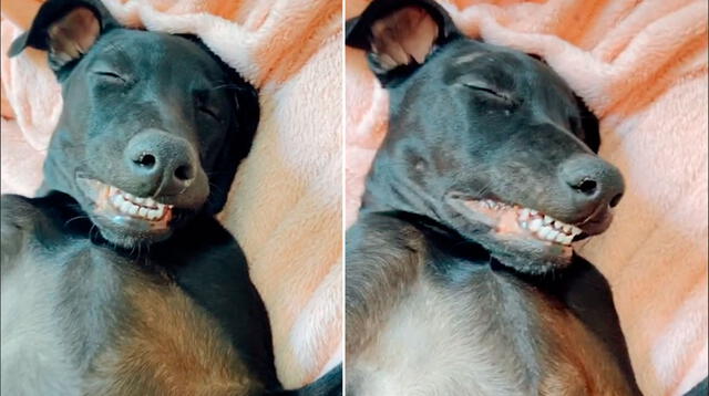 Dueña sorprende a su perro durmiendo con una sonrisa