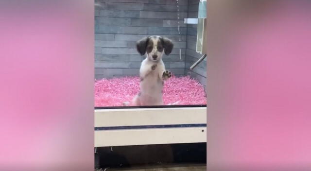 El emotivo video viral de TikTok muestra cómo el cachorro está muy triste, porque su ‘único amigo’ dejará el albergue y tiene sentimental reacción para que no se vaya.