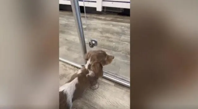 El emotivo video viral de TikTok muestra cómo el cachorro está muy triste, porque su ‘único amigo’ dejará el albergue y tiene sentimental reacción para que no se vaya.