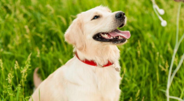 Un pequeño perro conmovió a cientos de internautas al despedirse de la veterinaria.