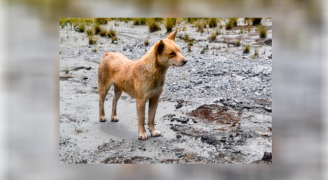 Perro cantor de Nueva Guinea.