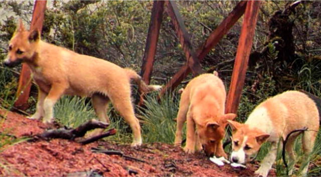 Perro cantor de Nueva Guinea.