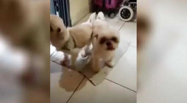 Perritos aprenden a limpiarse las patas antes de entrar a su casa