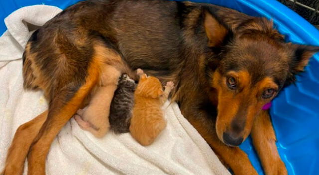 Perrita perdió a todos cachorros y adoptó a tres gatitos huérfanos