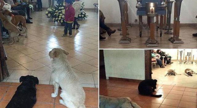 Varios perros callejeros tuvieron noble gesto en funeral de la mujer que los alimentaba.
