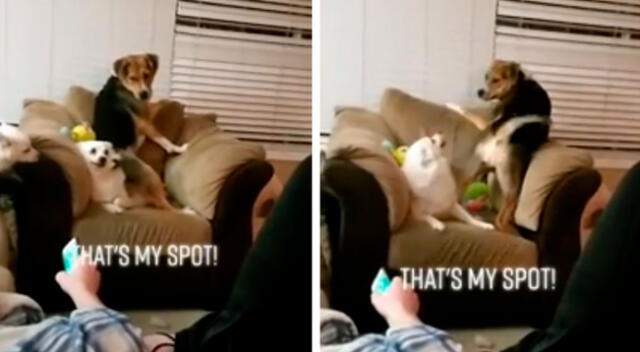 La divertida ‘pelea’ de dos perros por ocupar el lugar en un sofá