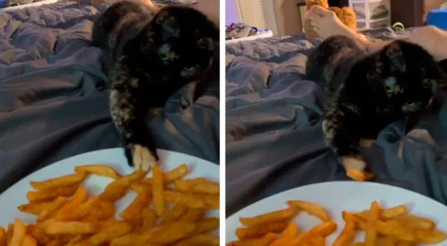 Gatito ‘hambriento’ intenta robarle unas papas fritas a su dueña