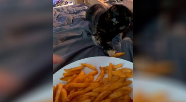 Gatito ‘hambriento’ intenta robarle unas papas fritas a su dueña