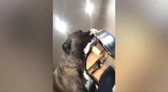 Un cachorro enfureció porque su dueña no le sirvió su comida y realizó un acto que dejó a todos sorprendidos en TikTok.