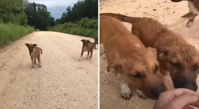 Los tres perritos fueron abandonados en medio de una solitaria carretera.