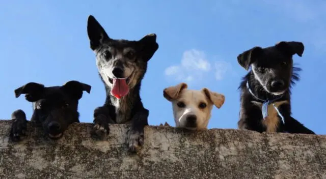 Tierno momento. Una familia tuvo encuentro con un cachorro que pedía a ladridos ser adoptado.