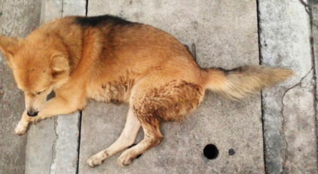 Tierno momento. Una familia tuvo encuentro con un cachorro que pedía a ladridos ser adoptado.