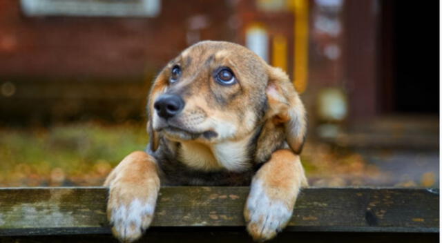 Un pequeño cachorro sorprendió al perseguir a una familia para que lo adopten, causando pena en miles de usuarios en redes.