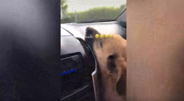 El perrito callejero corrió más de 1 kilómetro siguiendo el auto de una familia que iba de camino a un poblado. Mira aquí el conmovedor video viral de TikTok.