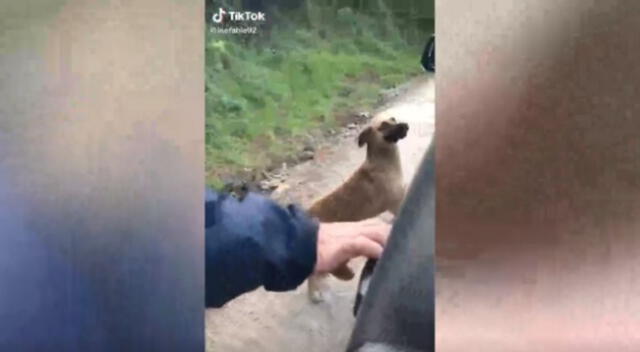 El perrito callejero corrió más de 1 kilómetro siguiendo el auto de una familia que iba de camino a un poblado. Mira aquí el conmovedor video viral de TikTok.