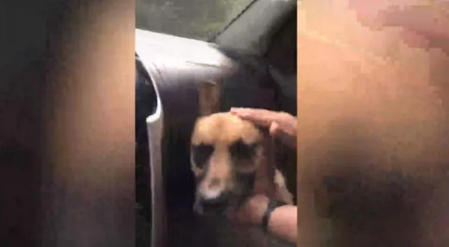 Un pequeño cachorro sorprendió al perseguir a una familia para que lo adopten, causando pena en miles de usuarios en redes.