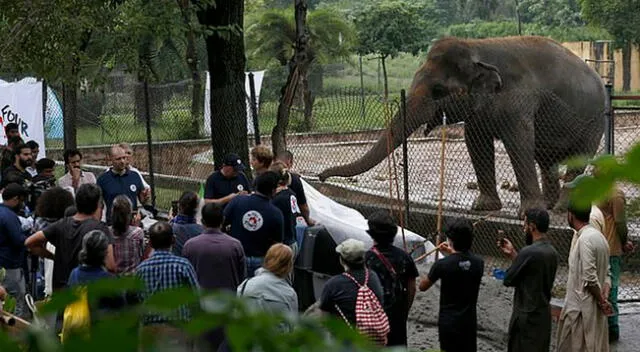 Activistas de protección animal planificando la evaluación médica y rescate del elefante.