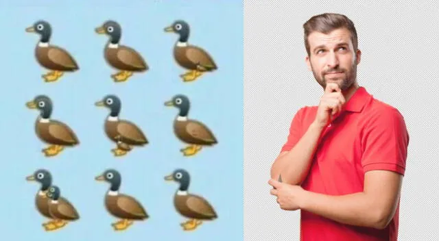 ¿Cuántos patos puedes encontrar en la imagen?