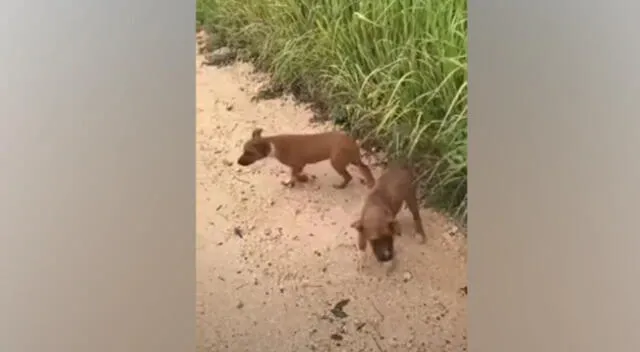 En Facebook se hizo viral una escena que protagonizó un joven que rescató a tres perritos.