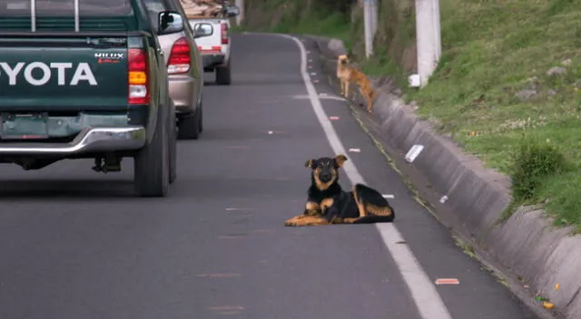 En Facebook se hizo viral una escena que protagonizó un joven que rescató a tres perritos.