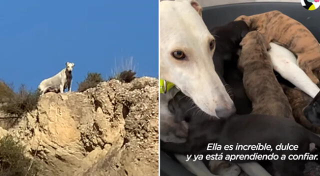 La perrita guió a los rescatistas para que también rescaten a sus cachorros.