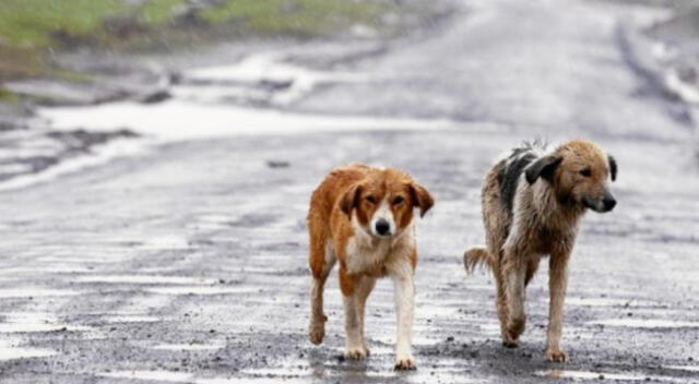 Los tres perritos fueron abandonados en medio de una solitaria carretera.