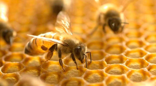 La melitina y el veneno de abeja se estudiaron por sus propiedades anticancerígenas.